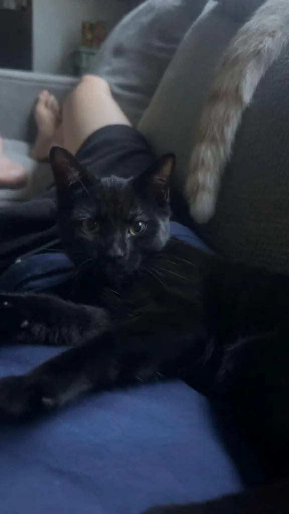 A baby small-sized female American Shorthair cat named Echo for adoption in Hagaman, NY