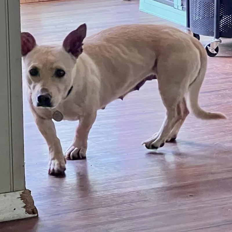 An adult small-sized female Pit Bull Terrier dog named Buffy for adoption in Sherman Oaks, CA