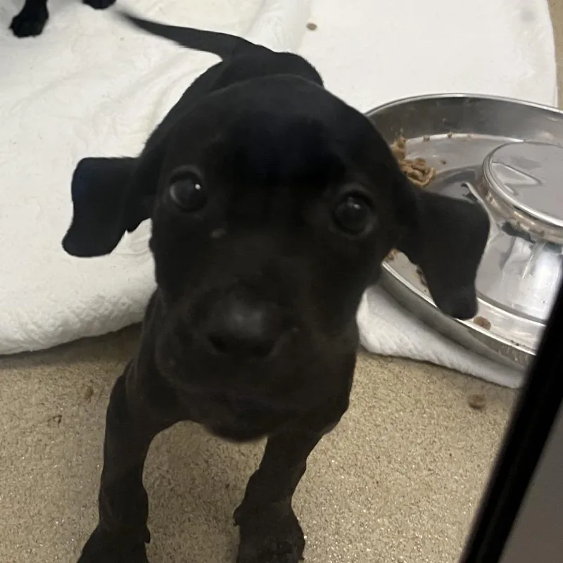 A baby small-sized female Black Mixed Breed dog named Carrie for adoption in West Palm Beach, FL