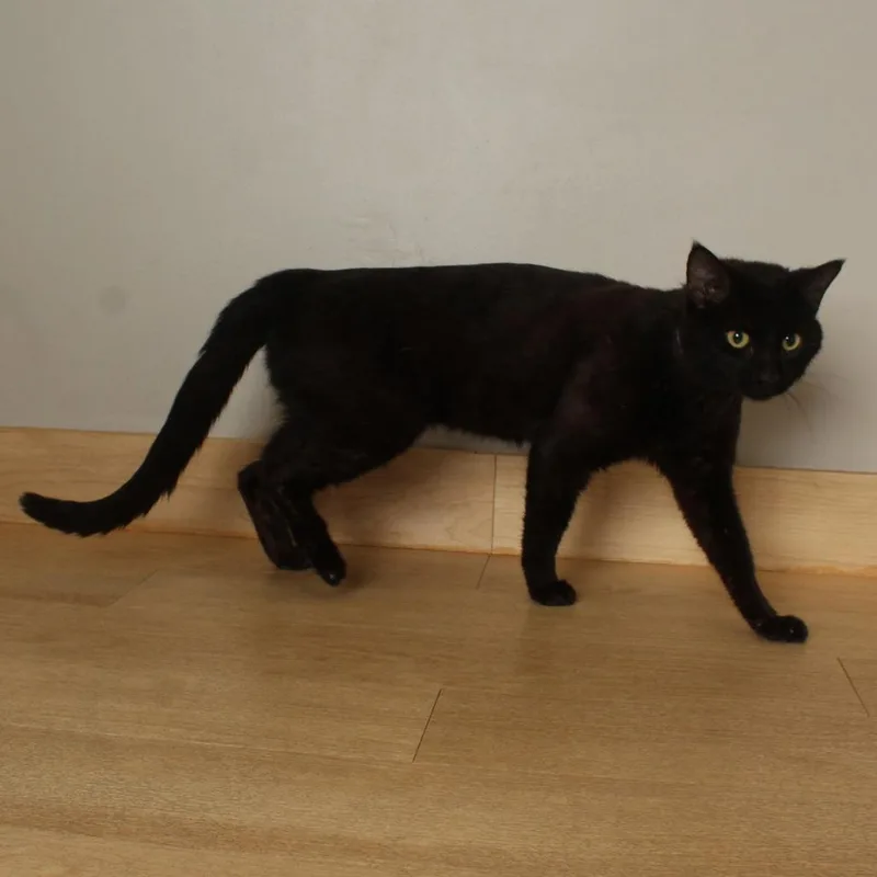 A young medium-sized male Black Domestic Short Hair cat named Drizzle C for adoption in Minnetonka, MN
