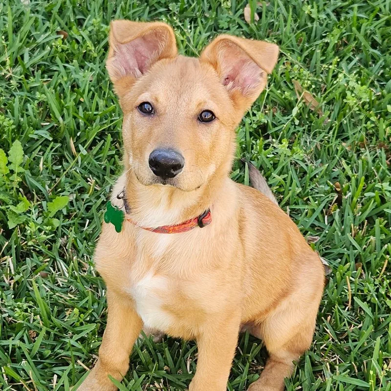 A baby large-sized male Red / Chestnut / Orange Labrador Retriever dog named Suede for adoption in Houston, TX