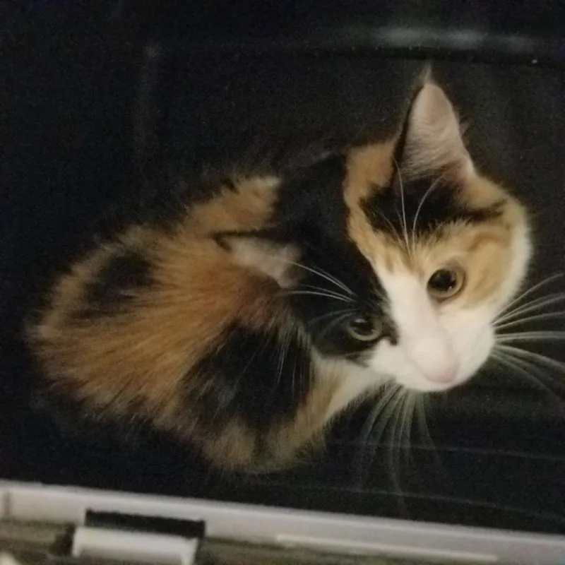 Precious thumbnail 2