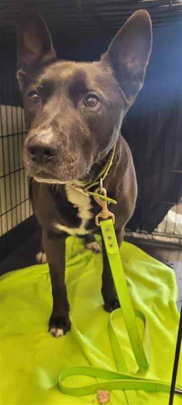 An adult large-sized male Mixed Breed dog named Duke for adoption in West Chester, PA
