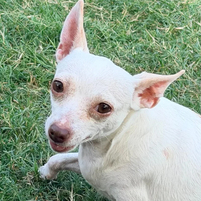 An adult small-sized female Chihuahua dog named Rita for adoption in Justin, TX