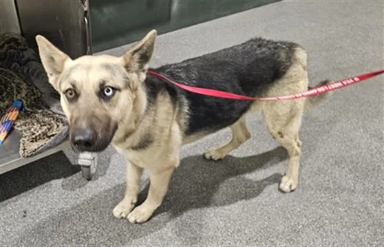 A young large-sized female Mixed Breed dog named Cupcakes for adoption in Los Angeles, CA