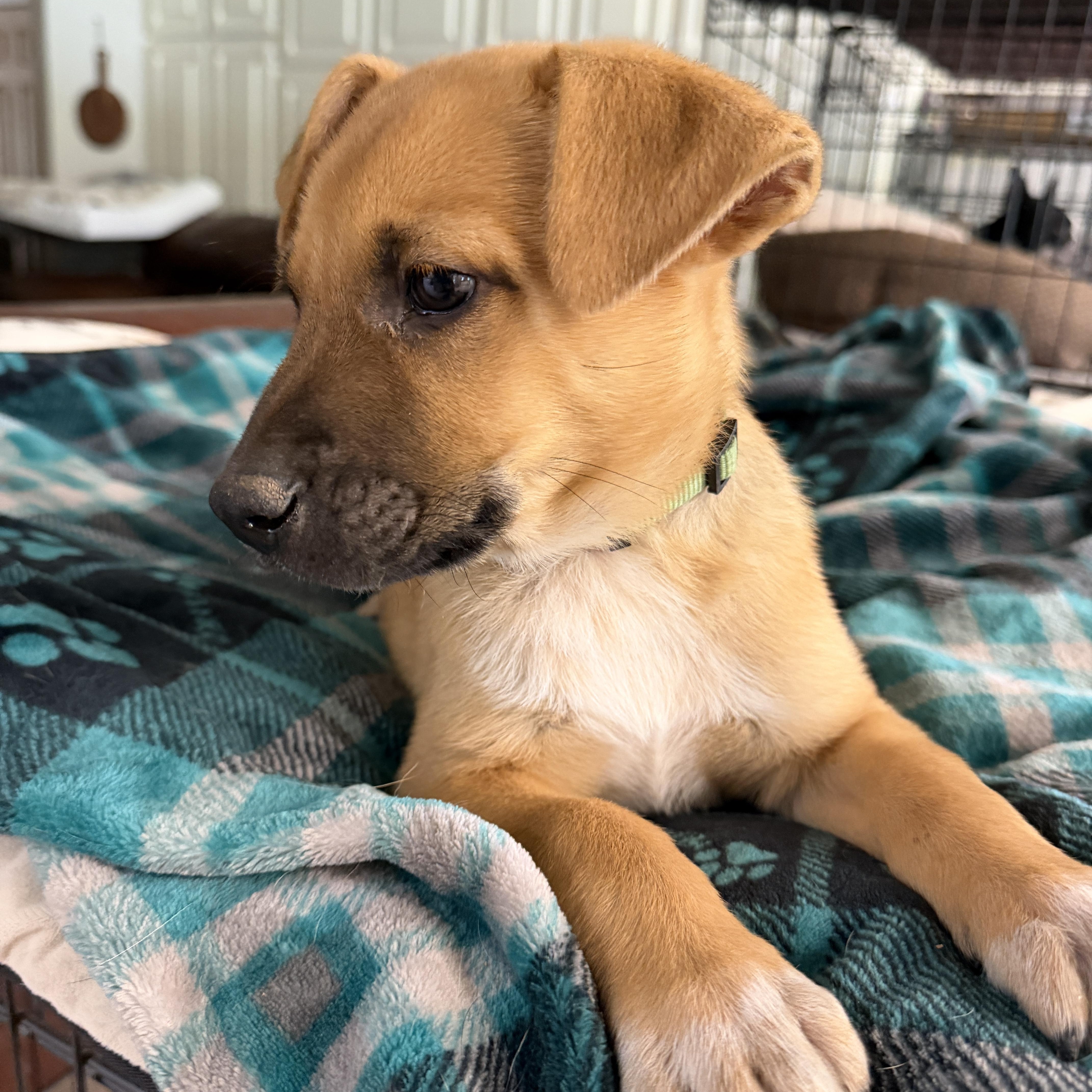 A baby large-sized male Golden Black Mouth Cur dog named Ernie for adoption in Gilbert, AZ