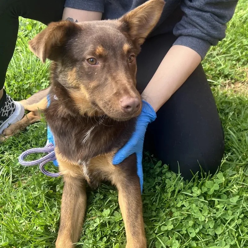 A young medium-sized male Brown / Chocolate Shepherd dog named Truffle for adoption in Allentown, PA