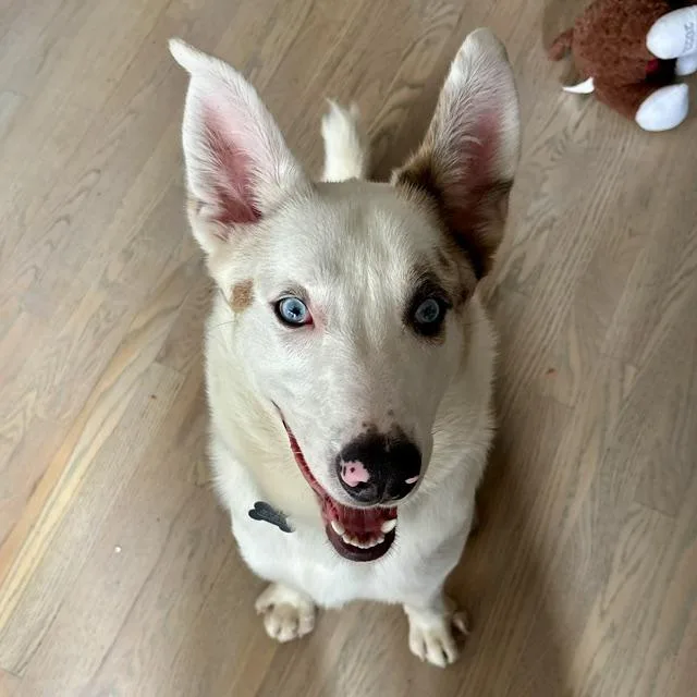 A young medium-sized male Australian Shepherd dog named Lunar for adoption in Chicago, IL