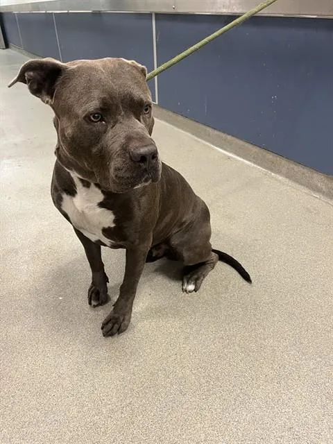An adult extra large-sized male Terrier dog named Snuggles for adoption in Miami, FL