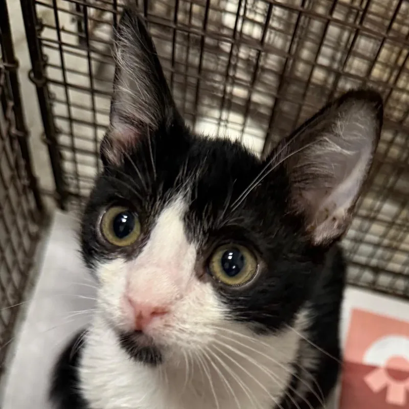 A baby small-sized male Black Domestic Short Hair cat named Skunk for adoption in Yuma, AZ
