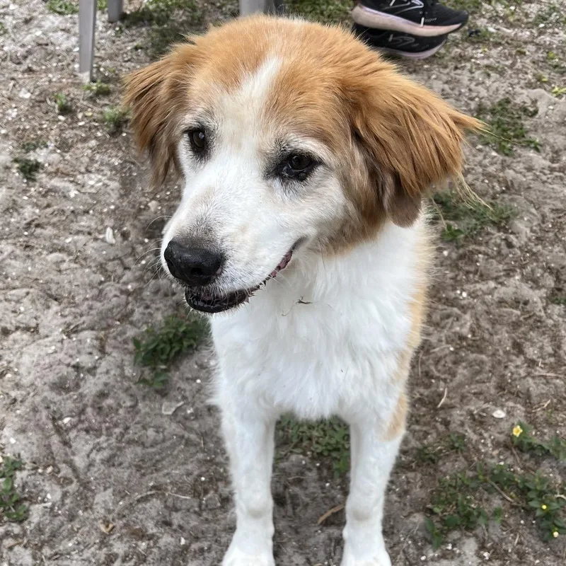 A senior medium-sized male White / Cream Collie dog named Swagger for adoption in Sarasota, FL
