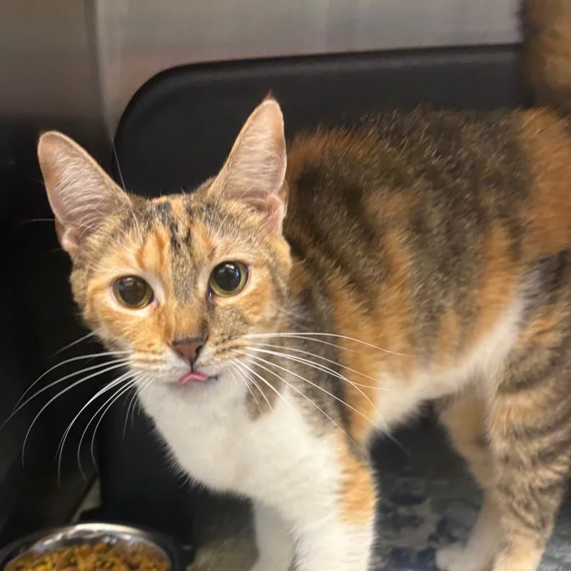 A young medium-sized female Calico Domestic Short Hair cat named Lioness for adoption in Morganton, NC
