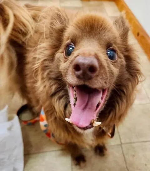 Pumba