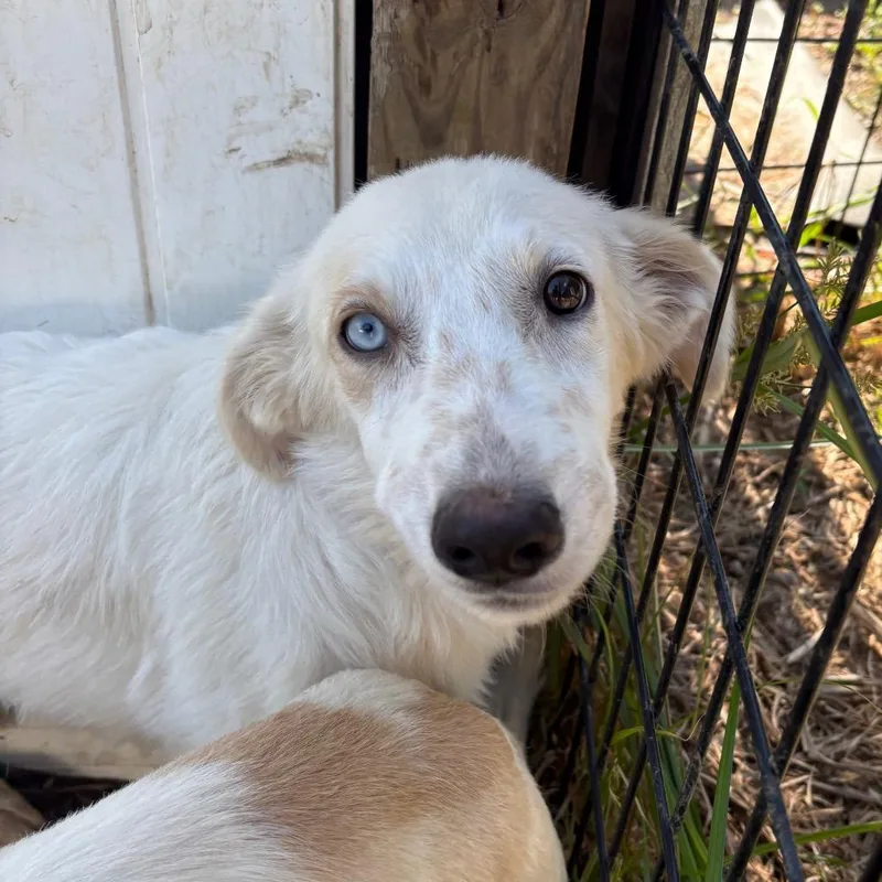 A young small-sized male White / Cream Ibizan Hound dog named Isaac for adoption in West Des Moines, IA