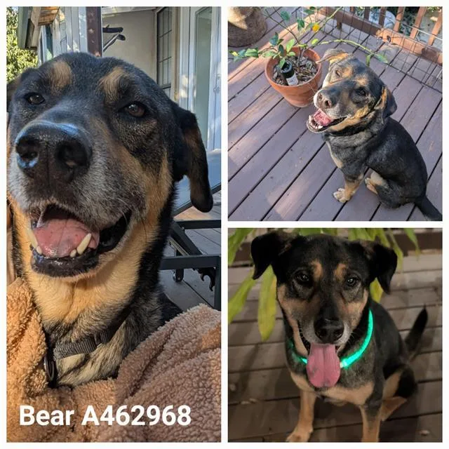 An adult medium-sized male Rottweiler dog named Bear for adoption in San Antonio, TX