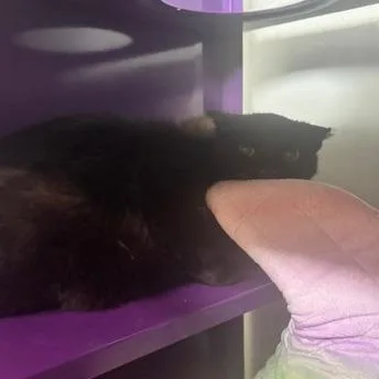 A senior medium-sized female Black Domestic Short Hair cat named Fancy for adoption in Denver, CO