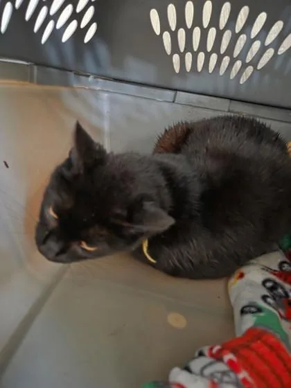 An adult small-sized female Domestic Short Hair cat named Gracie for adoption in St. Anne, IL