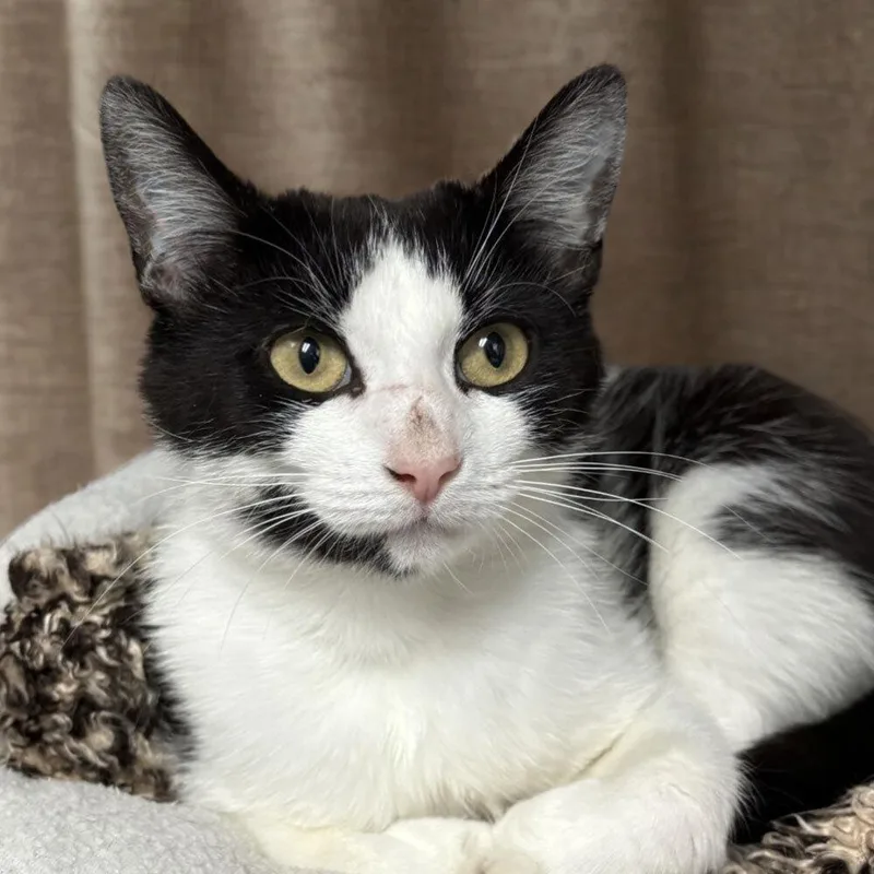 An adult small-sized female Domestic Short Hair cat named Marquise for adoption in Port Washington, NY