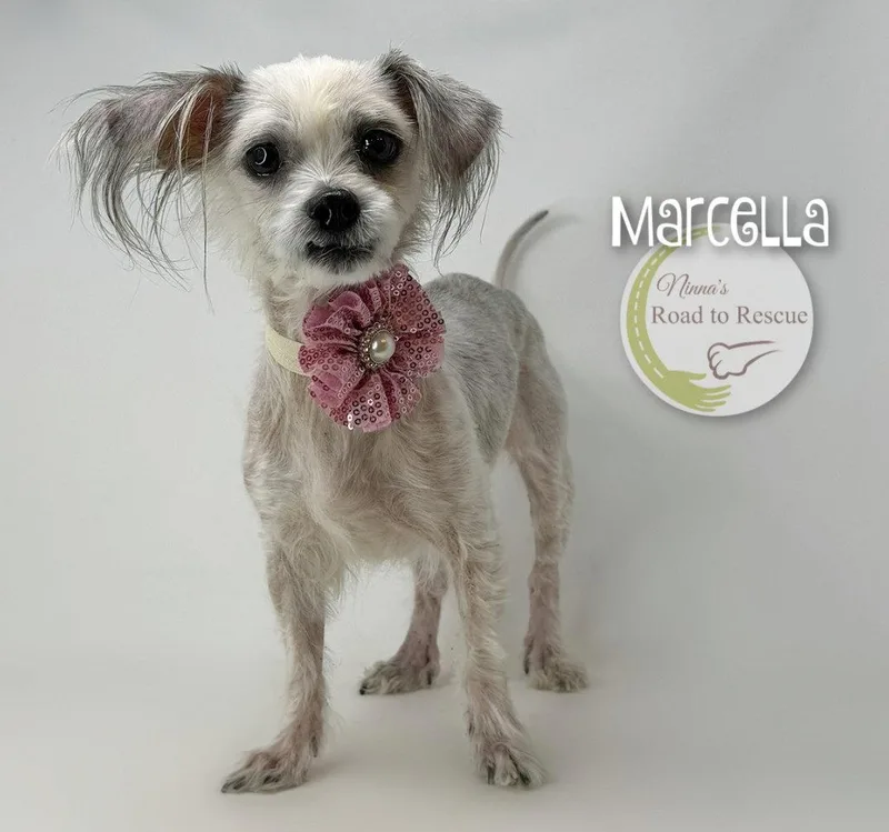 Marcella thumbnail 2