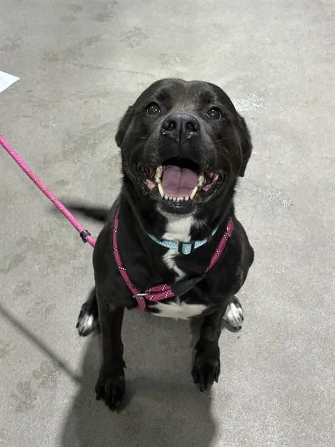 An adult large-sized female Labrador Retriever dog named Shadow for adoption in Upper Marlboro, MD