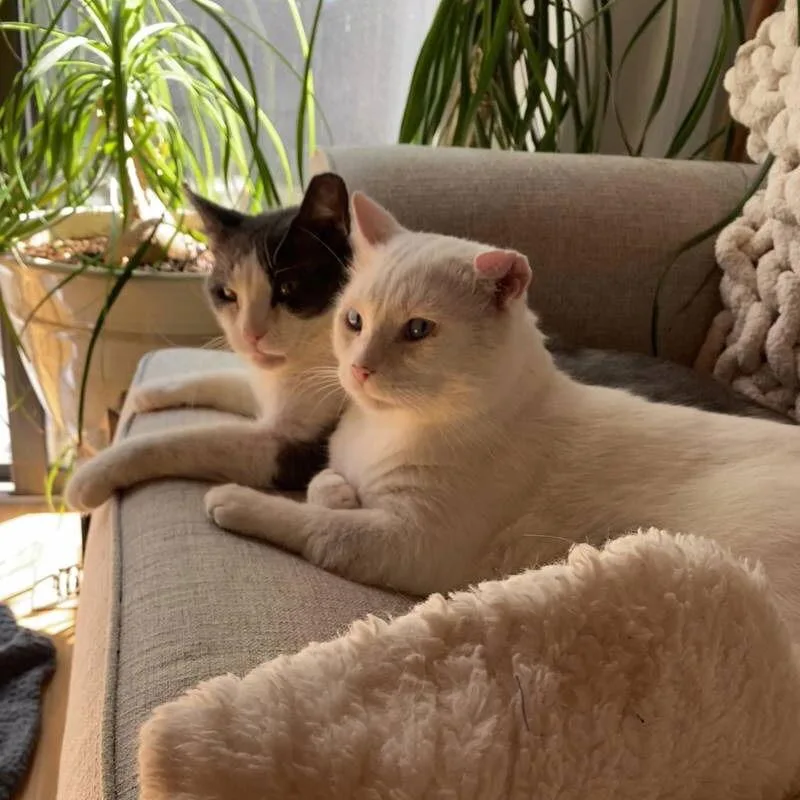 An adult medium-sized male White Domestic Short Hair cat named Angelo for adoption in Dublin, OH