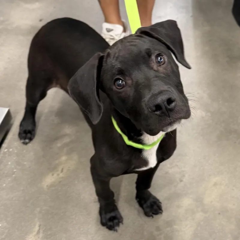 A baby medium-sized male Black Labrador Retriever dog named Boo for adoption in Tampa, FL