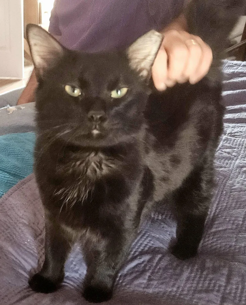 Robert Feline thumbnail 2