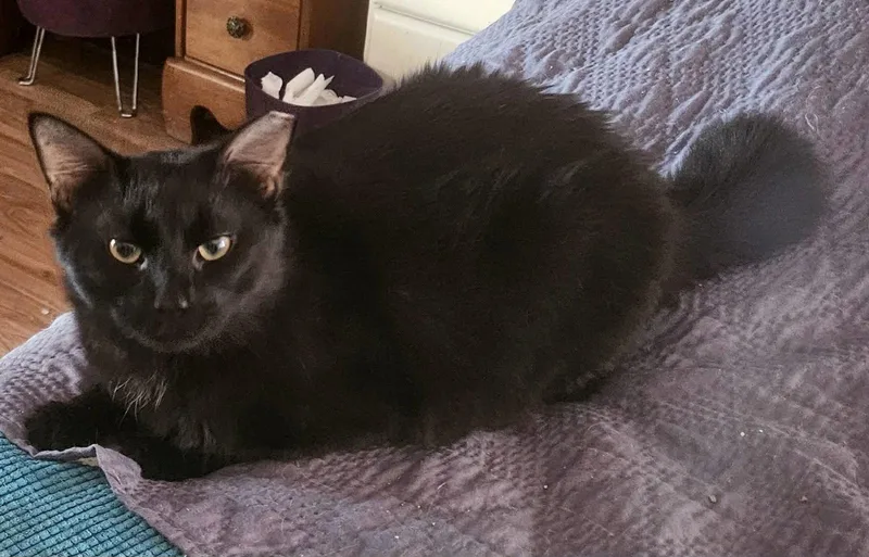 Robert Feline thumbnail 3