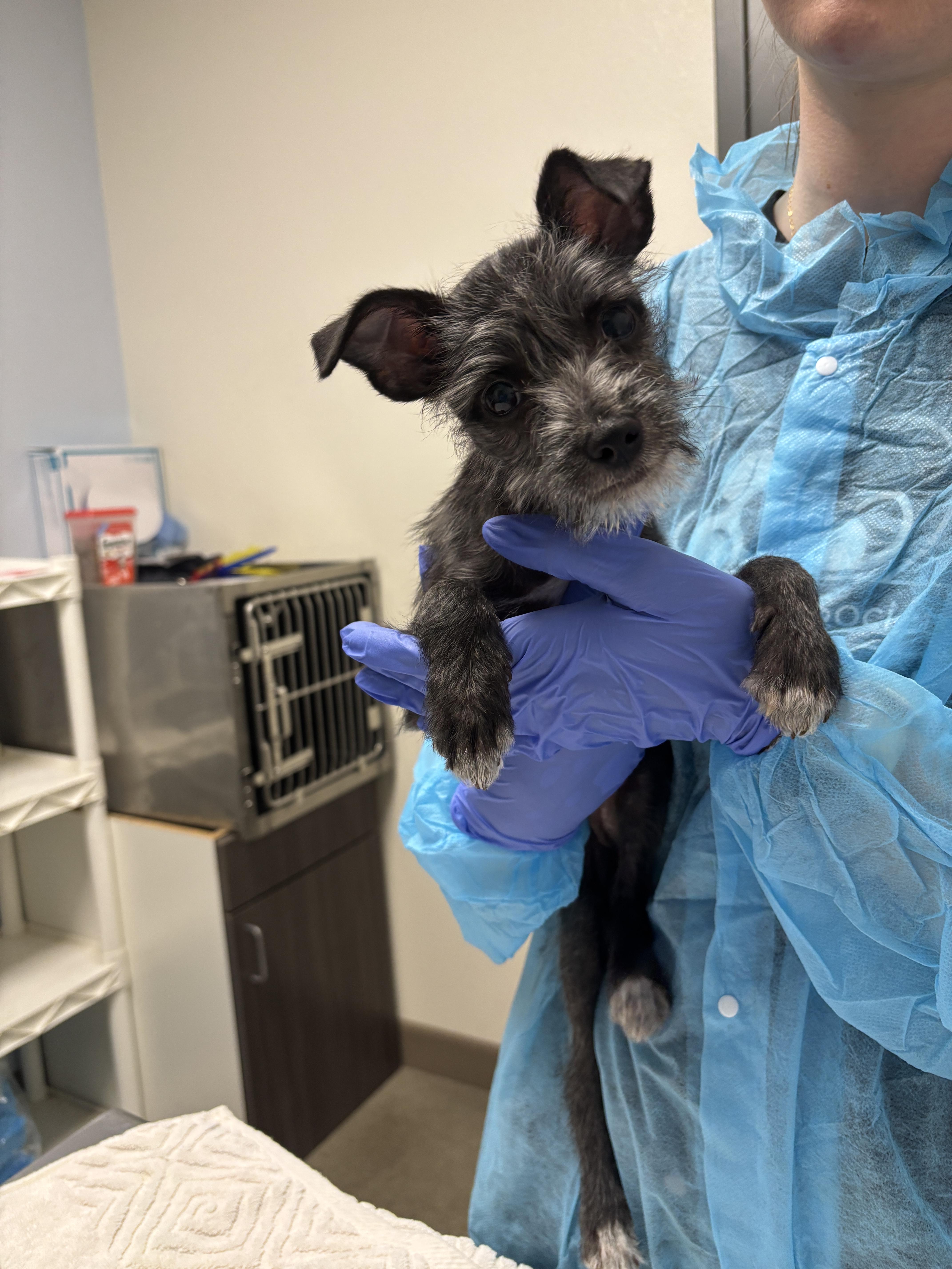 A baby small-sized female Cairn Terrier dog named Gigabyte for adoption in Chico, CA