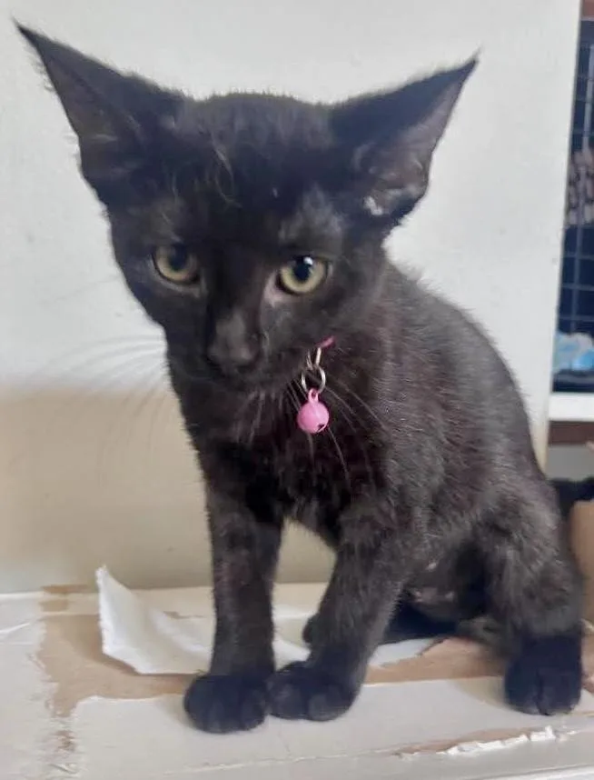 A baby small-sized female Domestic Short Hair cat named Gouda for adoption in Chicago, IL