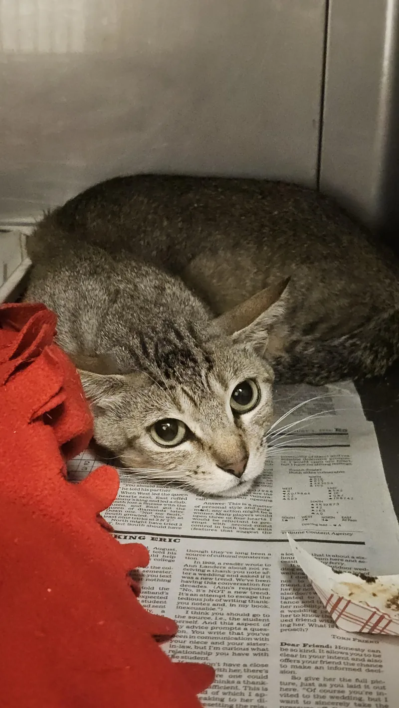 An adult medium-sized male Domestic Short Hair cat named Chestnutt for adoption in Chatsworth, CA