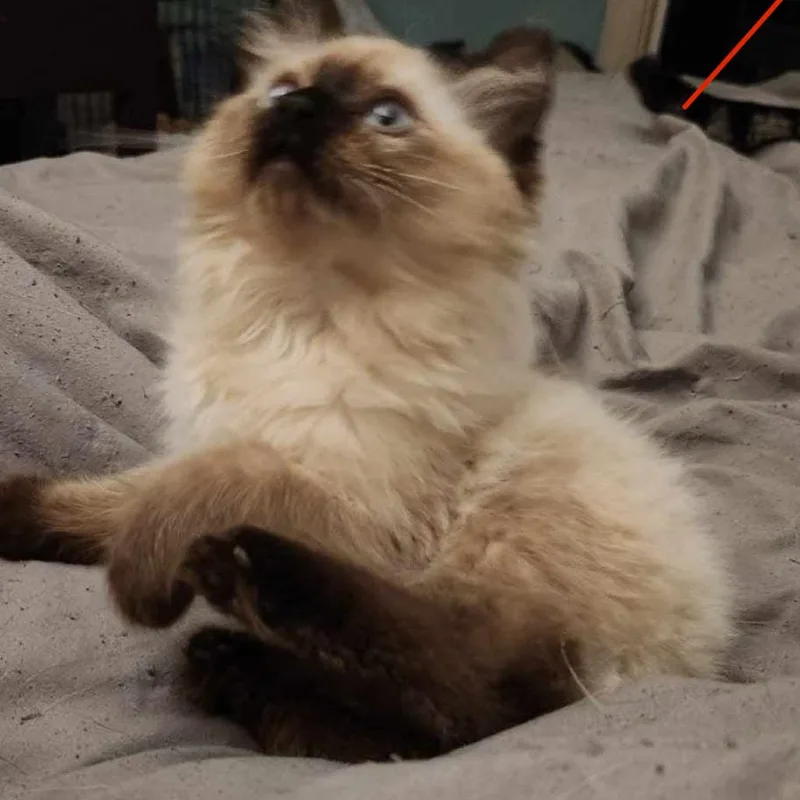 Hobgoblin thumbnail 2