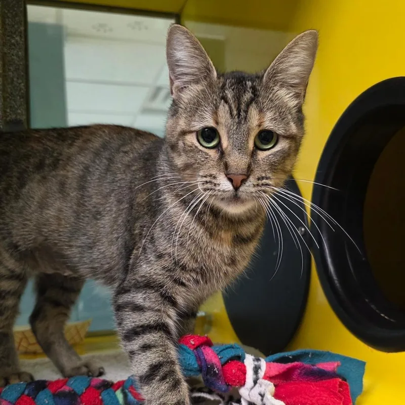 A young medium-sized female Brown / Chocolate Domestic Short Hair cat named Precious for adoption in Abilene, TX