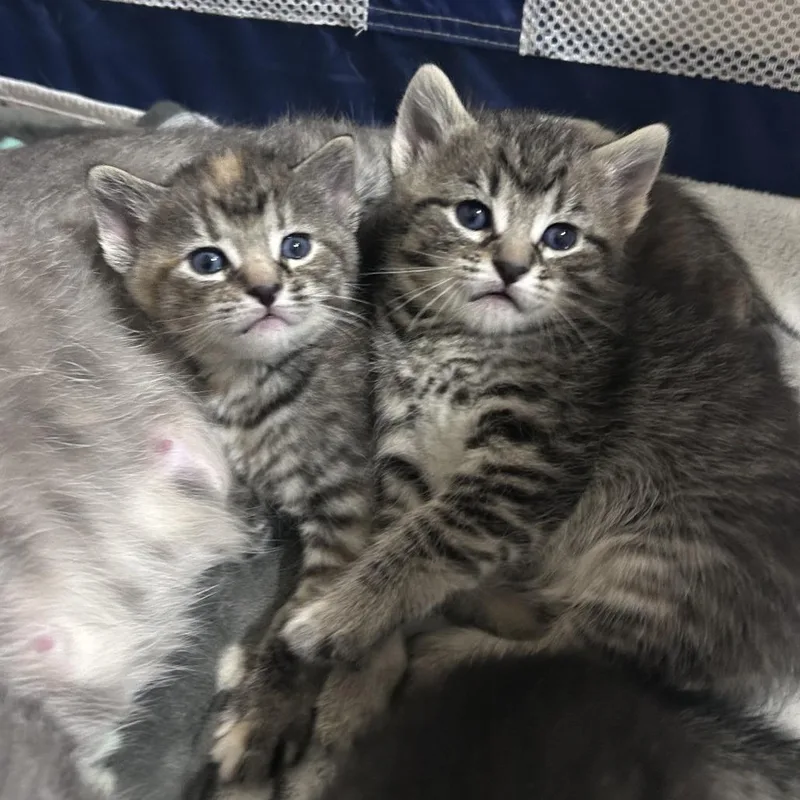 A baby small-sized female Brown / Chocolate Domestic Short Hair cat named Crouton for adoption in Normal, IL