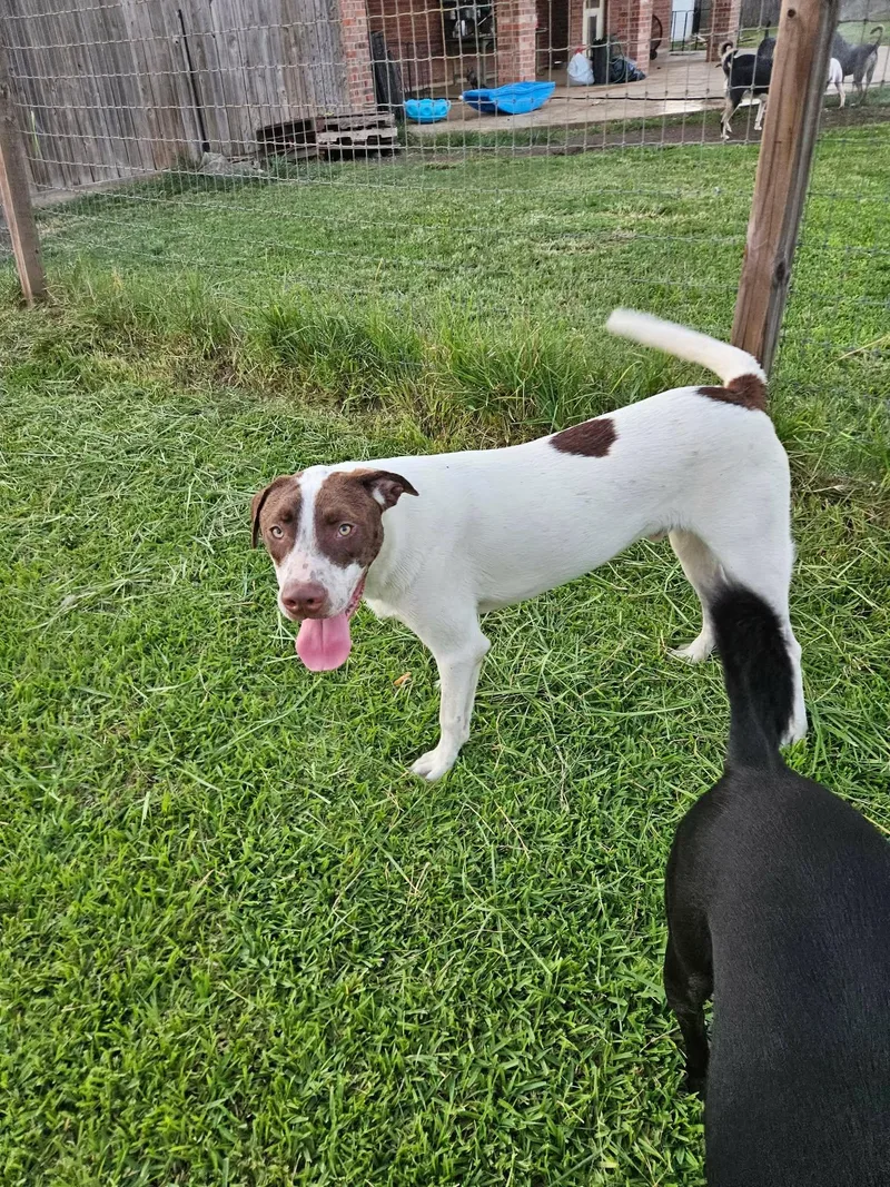 Petey