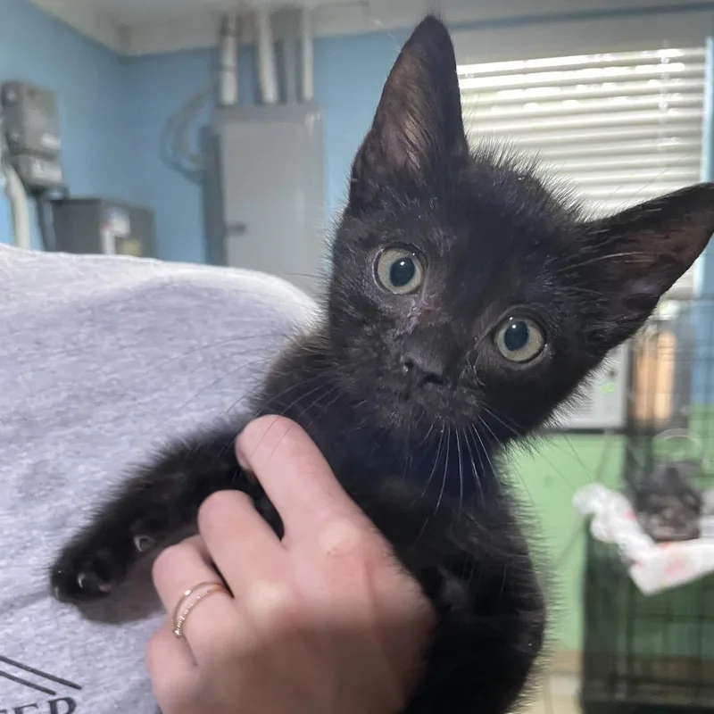 A baby small-sized female Black Domestic Short Hair cat named Poppy for adoption in Newport, NC