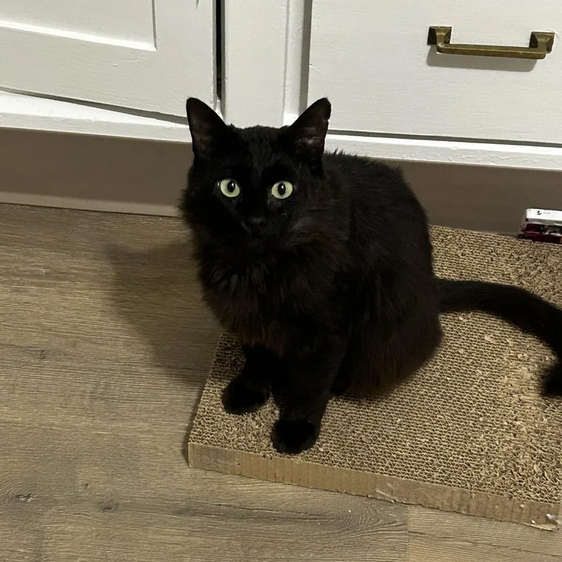 An adult large-sized male Black Domestic Medium Hair cat named Havoc for adoption in Pullman, WA