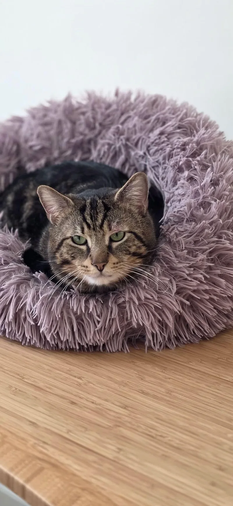 A young medium-sized male Domestic Short Hair cat named Pocky for adoption in Brooklyn, NY