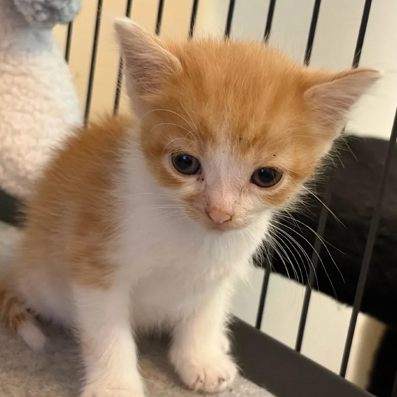 A baby medium-sized female White Domestic Short Hair cat named Lamb for adoption in Ocala, FL
