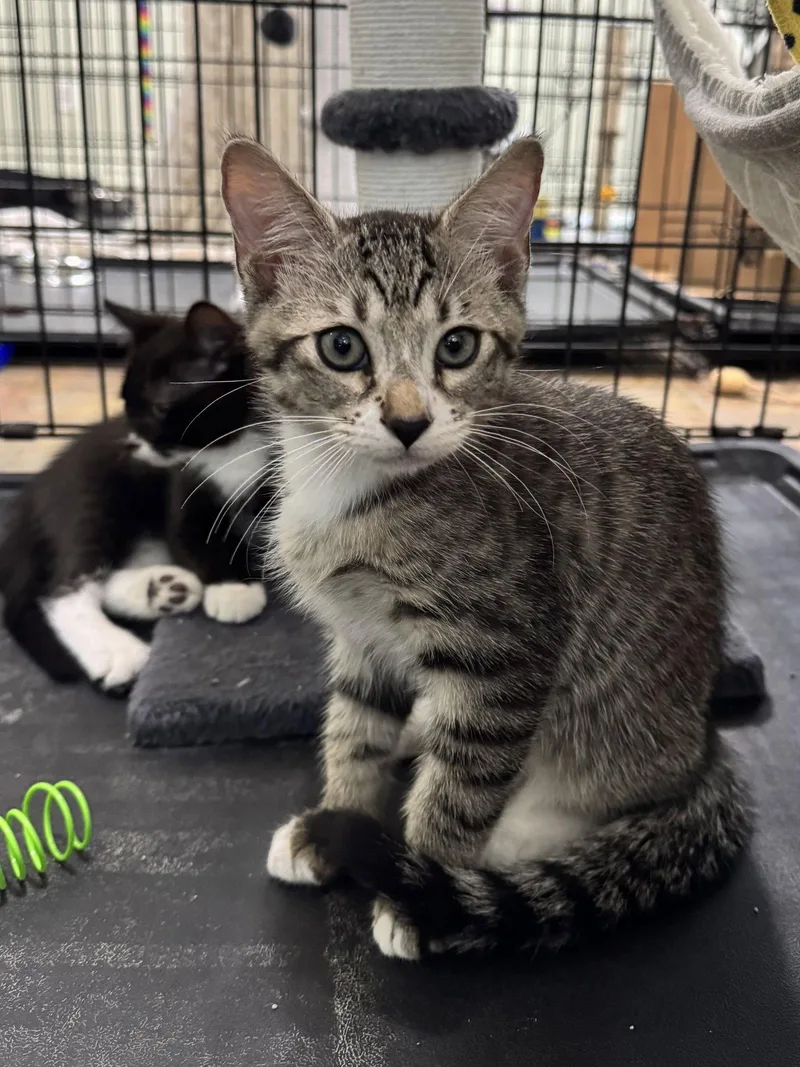 A baby medium-sized male Gray / Blue / Silver Domestic Short Hair cat named Maverick for adoption in Oviedo, FL