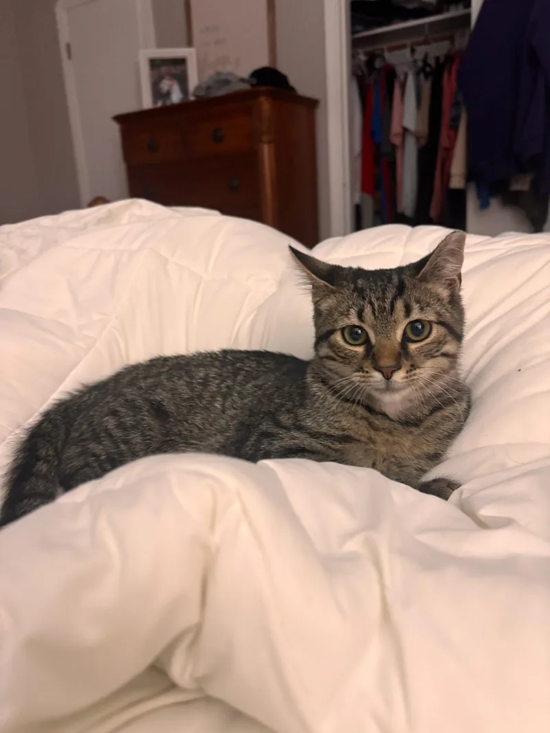 A young small-sized female Tabby (Gray / Blue / Silver) Tabby cat named Pickles for adoption in Shaker Heights, OH