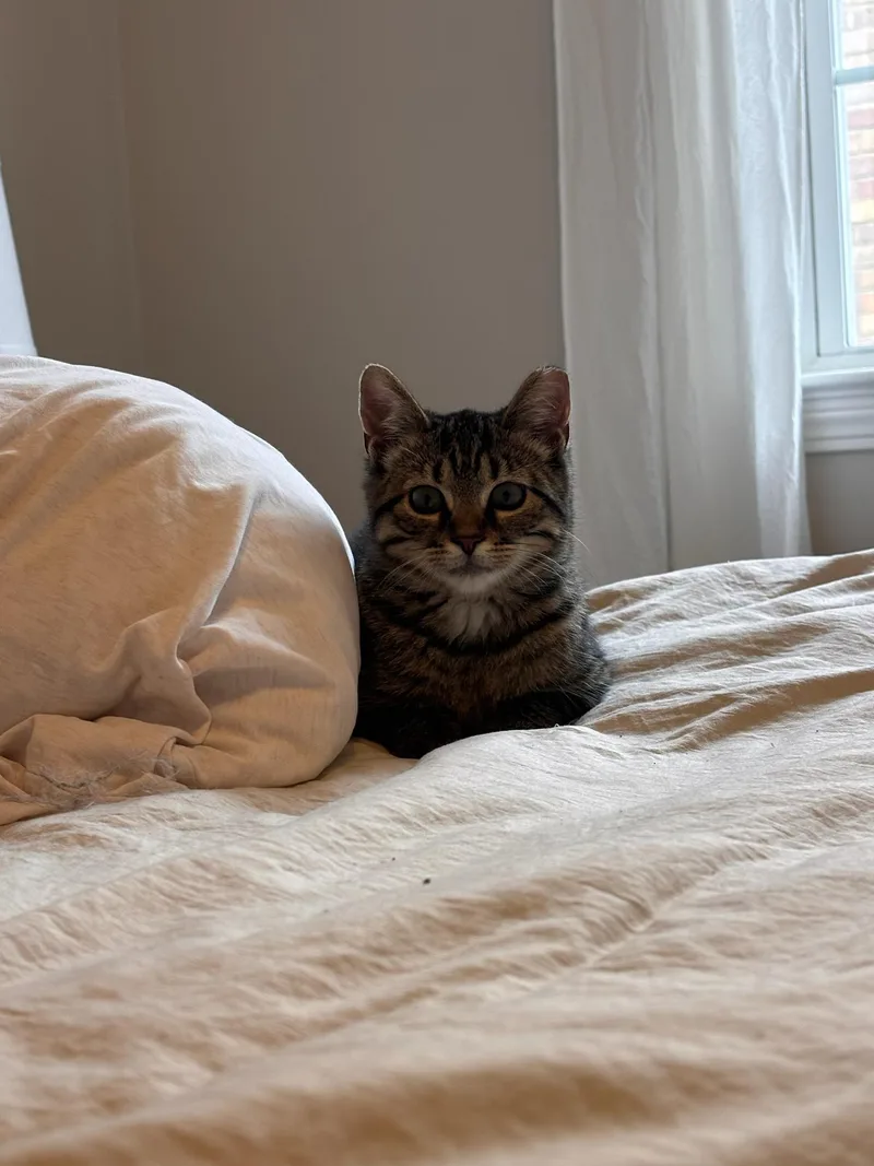 Pickles thumbnail 3