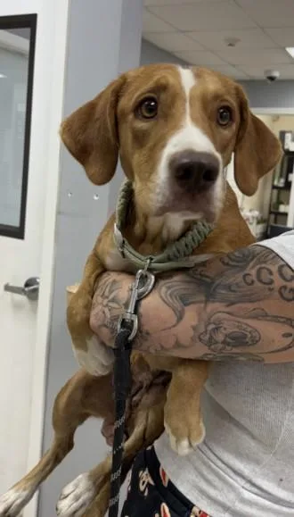 An adult medium-sized female Beagle dog named Cinnamon for adoption in Killeen, TX