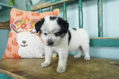 A baby small-sized male Fox Terrier dog named Beach Towel for adoption in San Antonio, TX