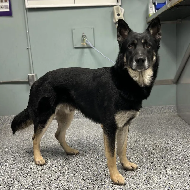 An adult medium-sized male Black German Shepherd Dog dog named Shyloh for adoption in Greenville, SC