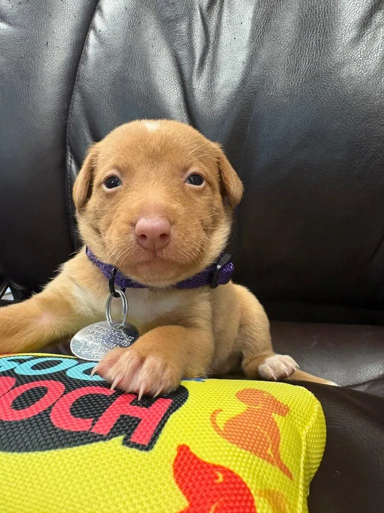 A baby medium-sized female German Shepherd Dog dog named Tulpa for adoption in Reno, NV