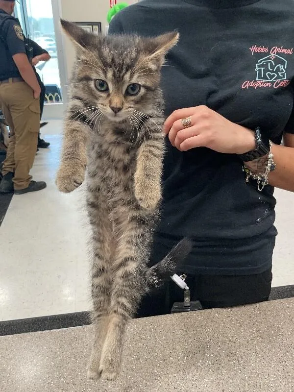 A young medium-sized male Tabby (Gray / Blue / Silver) Domestic Short Hair cat named Moose for adoption in Hobbs, NM