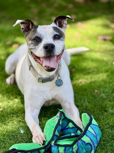 An adult medium-sized female Mixed Breed dog named Liza for adoption in Fort Walton Beach, FL