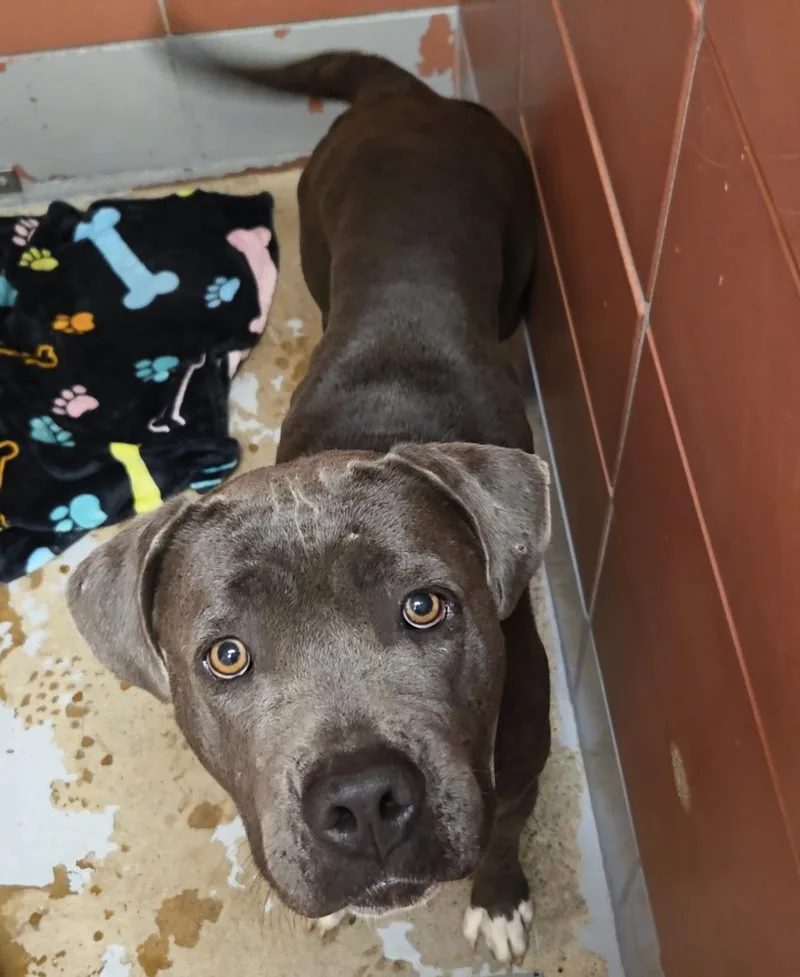 A young medium-sized female Staffordshire Bull Terrier dog named Nayla for adoption in Houston, TX