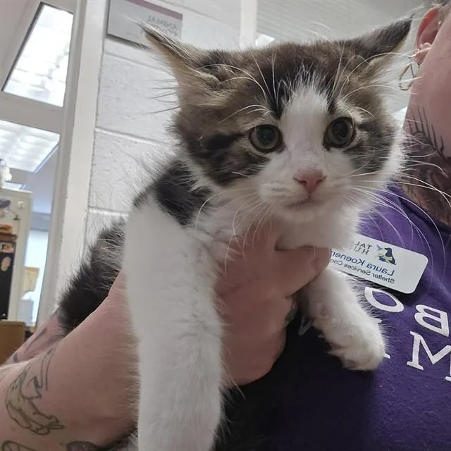 A baby small-sized male Domestic Medium Hair cat named Mortimer for adoption in Easton, MD